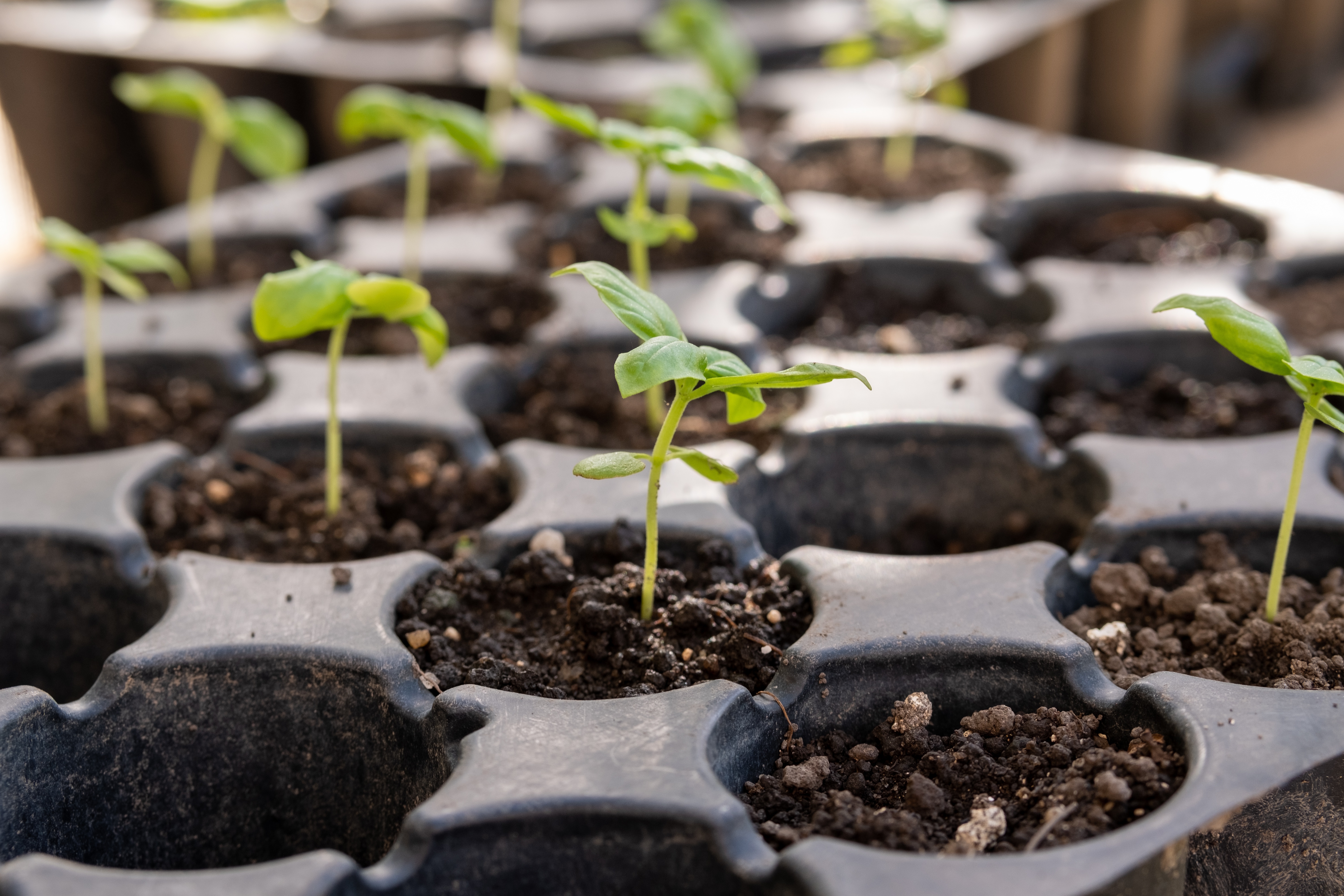 Tray of Seedlings